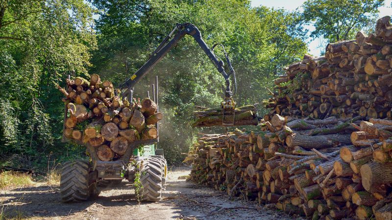 Die Forstwirtschaft gilt als ein Schlüssel für die Bioökonomie – doch wie sieht das konkret in der Praxis aus?  Traktor sammelt Baumstämme auf für den Transport.