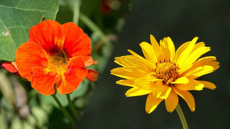 Zwei Blüten im Fokus vor unscharfem grünem Hintergrund: Links eine leuchtend orangefarbene Kresseblüte mit dunkleren Adern und offenem Blütenzentrum, rechts eine gelbe Arnika mit vielen schmalen Blütenblättern und dichter Mitte. Beide stehen auf schlanken Stielen, seitlich versetzt, im Sonnenlicht.