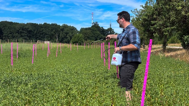 Ein Mann steht in einem dichten Feld mit Färberdisteln und besprüht die Pflanzen mit einem Handdrucksprüher. Das Versuchsfeld ist durch zahlreiche pinke Markierungsstäbe in einzelne Parzellen unterteilt. Im Hintergrund sind Bäume, ein Feldweg und ein blauer Himmel zu sehen. Im Feldversuch wird ein fermentiertes Brennnesselprodukt als natürlicher Pflanzenschutz getestet, um die Färberdisteln vor krankheitserregenden Pilzen zu schützen.