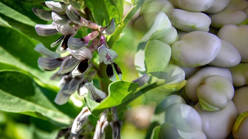 Collage einer Ackerbohne: Links ist eine blühende Ackerbohnenpflanze mit weiß-violetten Blüten und den charakteristischen schwarzen Flecken zu sehen. Rechts zeigt eine halbtransparente Überblendung mehrere helle, getrocknete Ackerbohnen. Das Bild verbindet die Pflanze auf dem Feld mit ihren geernteten Samen und veranschaulicht die Ackerbohne als regionale Proteinpflanze.