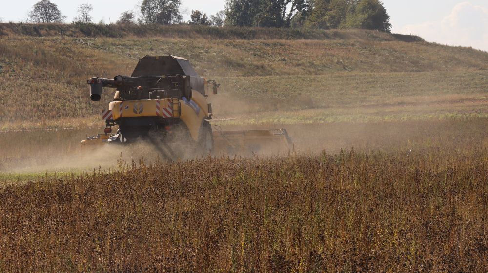 Auf dem Bild ist ein Mähdrescher zu sehen, der ein Feld mit trockenen Färberdisteln abernten. Das Licht ist warm. Eine dünne Staubschicht liegt auf den Pflanzen. 