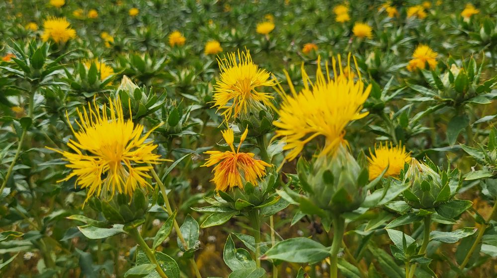 Nahaufnahme eines Feldes mit blühenden Färberdisteln (Saflor). Mehrere kräftig gelbe, teils orangefarbene Blüten stehen zwischen dichtem grünem Laub. Im Vordergrund sind einzelne Blüten und noch geschlossene Knospen zu sehen, während sich im unscharfen Hintergrund zahlreiche weitere gelbe Blüten über das Feld verteilen.